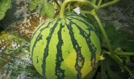 千万网红吃瓜,揭秘吃瓜界的狂欢盛宴！