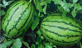 吃瓜网小鱼海棠,揭秘吃瓜网上的神秘魅力