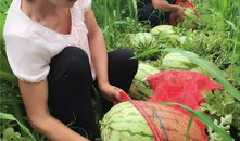 网红周40万吃瓜,一场视觉与味蕾的双重盛宴